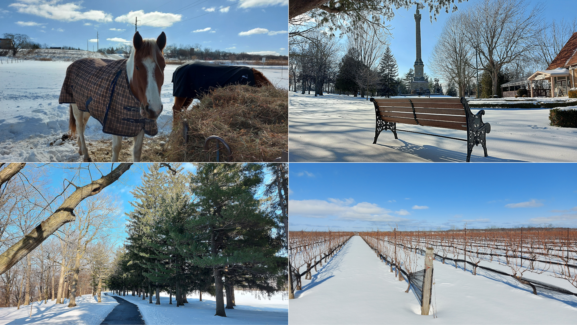 Winter in Niagara-on-the-Lake, horses in a snow covered field, Queenston Heights Park and snow covered vineyard